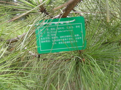Pinus tabuliformis