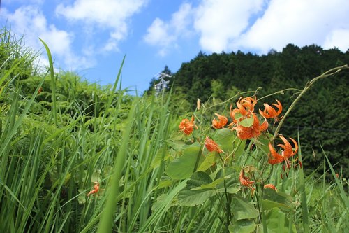 Lilium leichtlinii iNat (3)