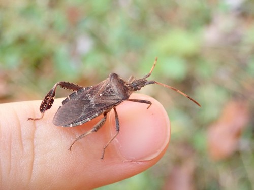 Leptoglossus corculus (Say, 1832)