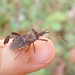 Leaf-footed Pine Seed Bug - Photo (c) Evan M. Raskin, some rights reserved (CC BY), uploaded by Evan M. Raskin