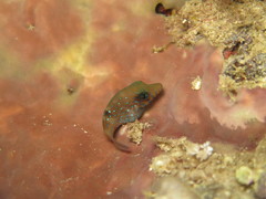 Canthigaster pygmaea
