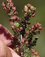 Erica trichadenia