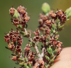 Erica trichadenia