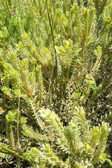 Gnidia chrysophylla