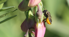 Megachile pollinosa