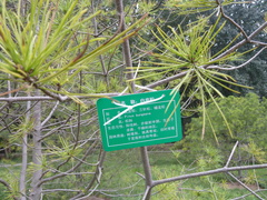 Pinus bungeana