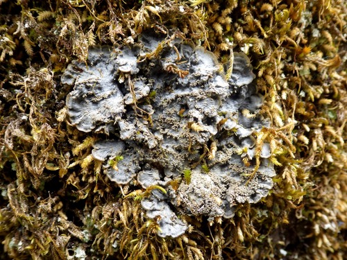 Pectenia atlantica