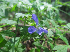 Viola nemoralis