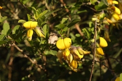 Crotalaria capensis