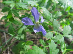 Viola nemoralis