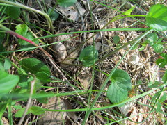 Viola nemoralis