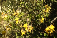 Crotalaria capensis
