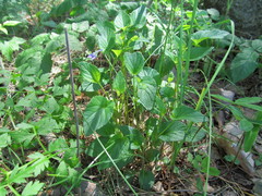 Viola nemoralis
