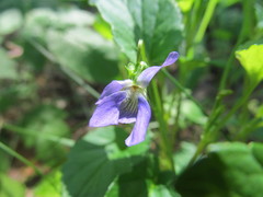Viola nemoralis
