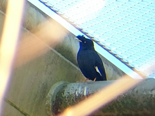 Crested Myna (Acridotheres cristatellus), photo 9