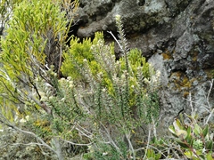 Phylica nitida