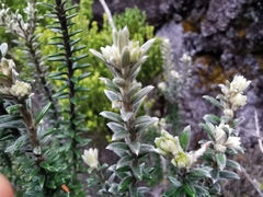 Phylica nitida