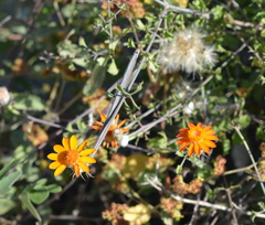 Adenophyllum speciosum