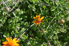 Adenophyllum speciosum