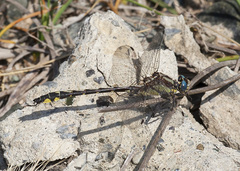 Phanogomphus kurilis