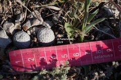 Mammillaria albiflora