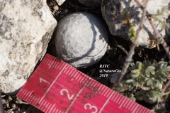 Mammillaria albiflora