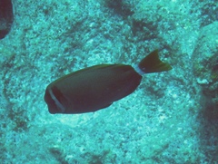 Acanthurus leucopareius