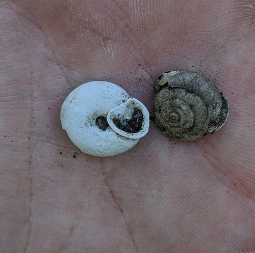 Organ Mountain Woodlandsnail