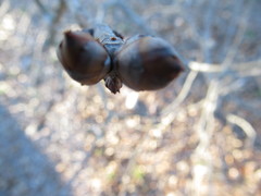 Aesculus pavia pavia