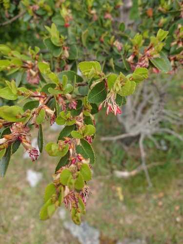 Nothofagus betuloides (Nothofagus betuloides)
