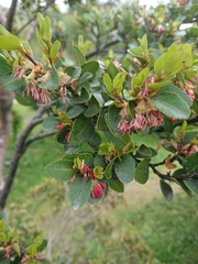 Nothofagus betuloides