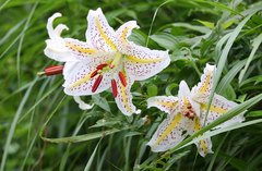 Lilium auratum