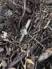 Diptera