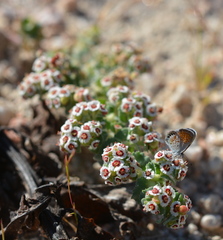 Euphorbia leucophylla