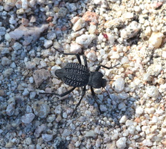 Philolithus aegrotus