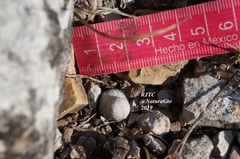 Mammillaria albiflora