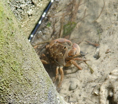 Cyclograpsus punctatus