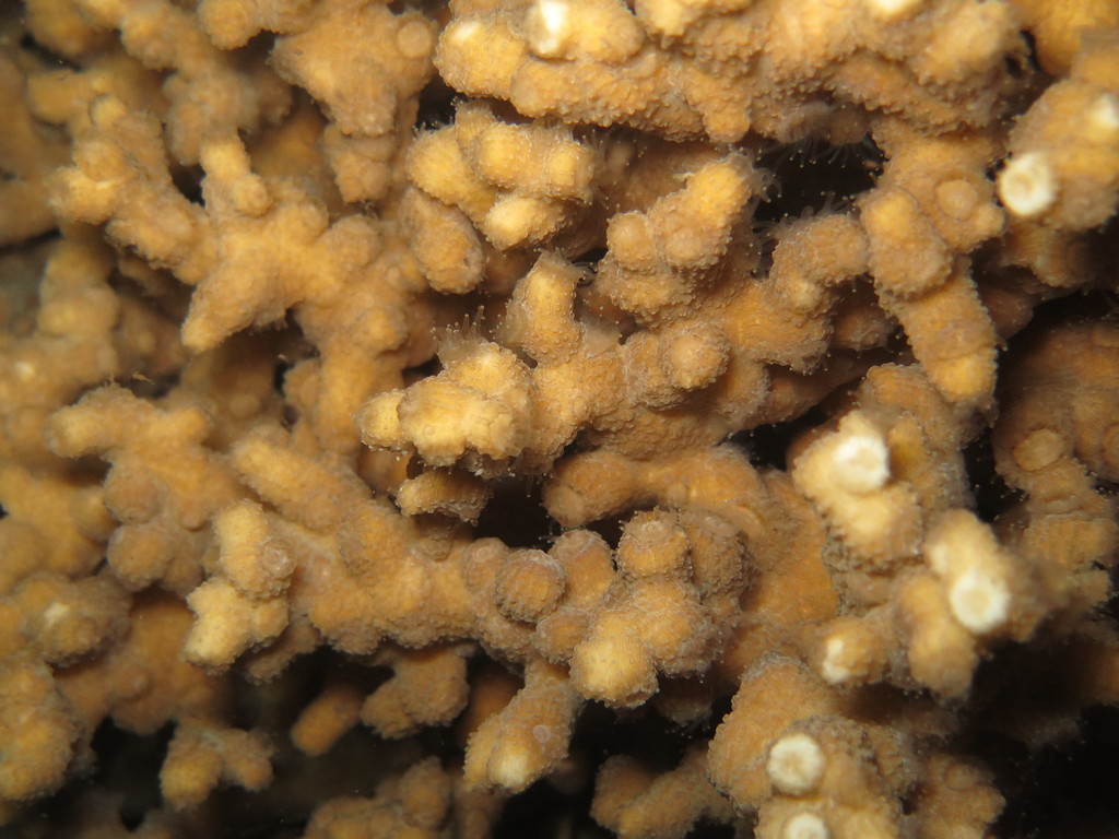 Echinopora fruticulosa