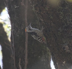 Dendrocoptes auriceps