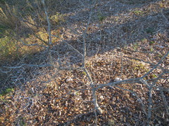 Aesculus pavia pavia