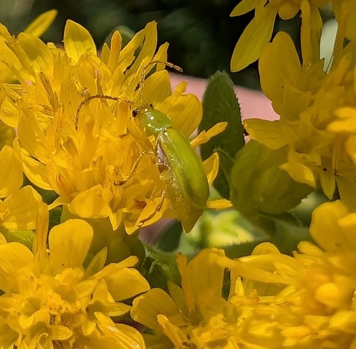 Northern corn rootworm photo 5