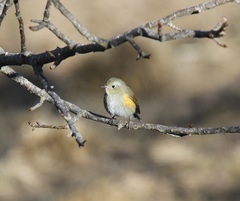 Tarsiger rufilatus