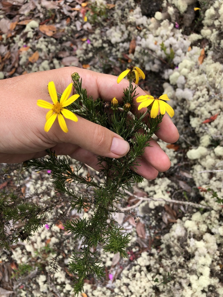 Burnellia foliosa
