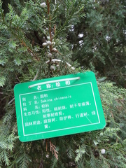 Juniperus × pfitzeriana