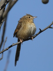 Prinia crinigera