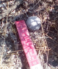 Mammillaria albiflora