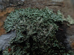 Menegazzia eperforata