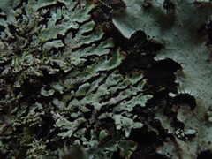 Menegazzia eperforata