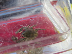 Petrolisthes cabrilloi