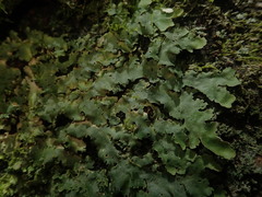 Lobaria asperula